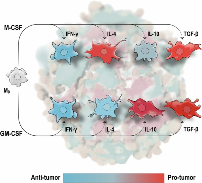 An ontogeny-cytokine code determines macrophage response polarity and tumor outcomes