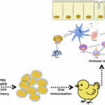 An oral Eimeria-vectored vaccine induces protective immunity against chicken infectious anemia