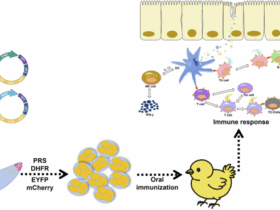 An oral Eimeria-vectored vaccine induces protective immunity against chicken infectious anemia