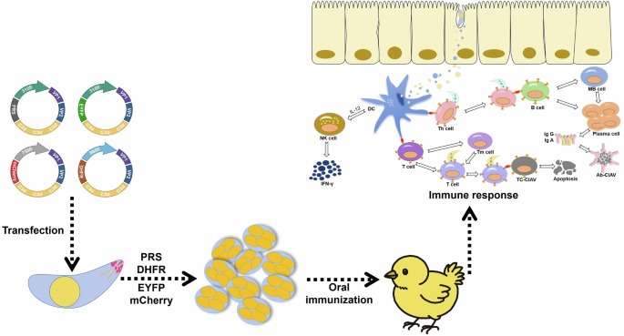 An oral Eimeria-vectored vaccine induces protective immunity against chicken infectious anemia