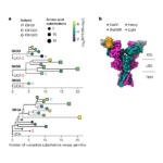 Anticancer antibodies can evolve to cause autoimmune brain disease