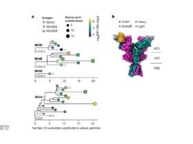 Anticancer antibodies can evolve to cause autoimmune brain disease
