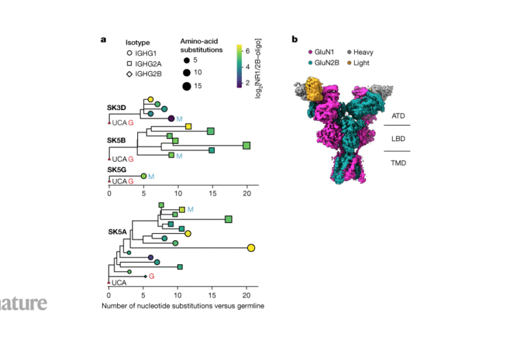 Anticancer antibodies can evolve to cause autoimmune brain disease