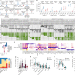 B cell imprinting in children impairs antibodies to the haemagglutinin stalk