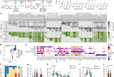 B cell imprinting in children impairs antibodies to the haemagglutinin stalk