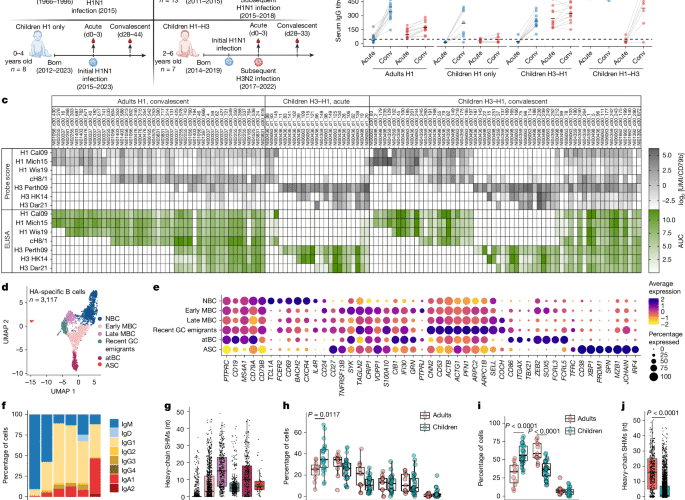 B cell imprinting in children impairs antibodies to the haemagglutinin stalk