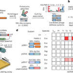 Bacterial Schlafen proteins mediate phage defence