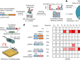 Bacterial Schlafen proteins mediate phage defence