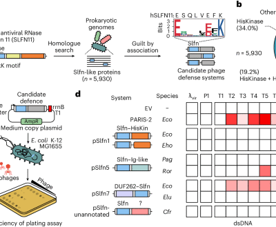 Bacterial Schlafen proteins mediate phage defence