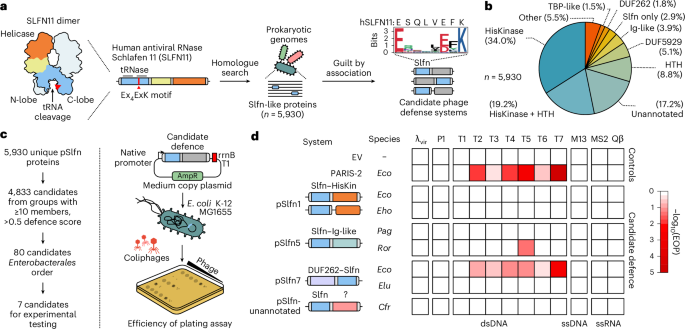 Bacterial Schlafen proteins mediate phage defence