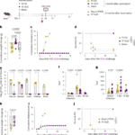 CD4+ T cell-mediated immunity protects from VSV-SUD lethal challenge in a mouse model of Sudan virus infection