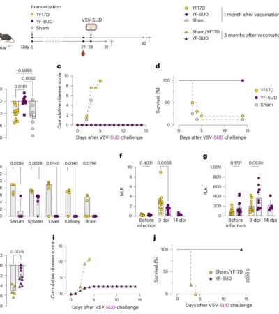 CD4+ T cell-mediated immunity protects from VSV-SUD lethal challenge in a mouse model of Sudan virus infection