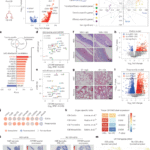 CRTAM inhibition mitigates toxicity of immune checkpoint inhibitors without antitumor efficacy trade-off