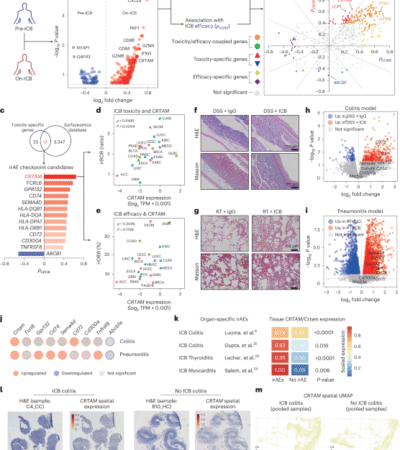 CRTAM inhibition mitigates toxicity of immune checkpoint inhibitors without antitumor efficacy trade-off