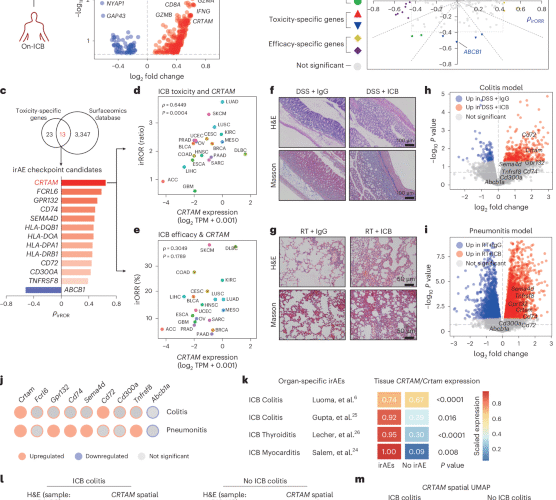 CRTAM inhibition mitigates toxicity of immune checkpoint inhibitors without antitumor efficacy trade-off
