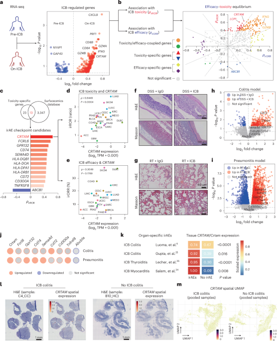 CRTAM inhibition mitigates toxicity of immune checkpoint inhibitors without antitumor efficacy trade-off