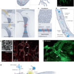 Cardiac lymphatic dysfunction and repair in cardiovascular disease