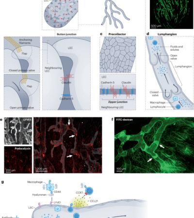 Cardiac lymphatic dysfunction and repair in cardiovascular disease