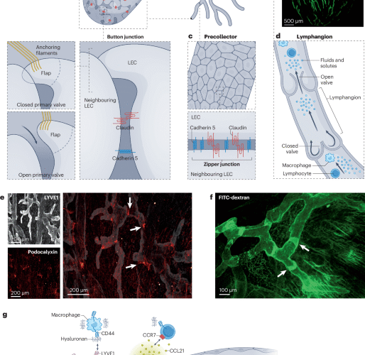 Cardiac lymphatic dysfunction and repair in cardiovascular disease