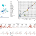 Chemokine-defined macrophage niches establish spatial organization of tumor immunity