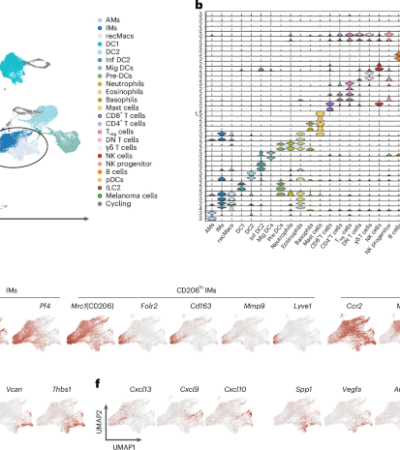 Chemokine-defined macrophage niches establish spatial organization of tumor immunity