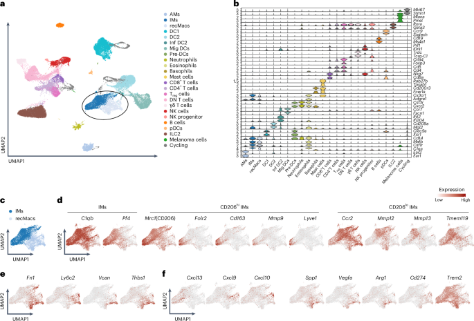 Chemokine-defined macrophage niches establish spatial organization of tumor immunity