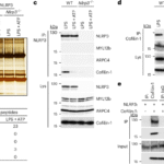 Cofilin-1 is a redox-sensitive guard of the NLRP3 inflammasome