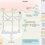 Commensals join the effector game