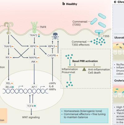 Commensals join the effector game