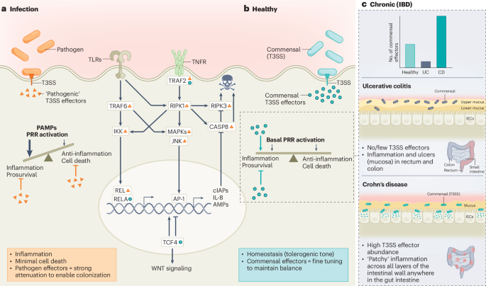 Commensals join the effector game