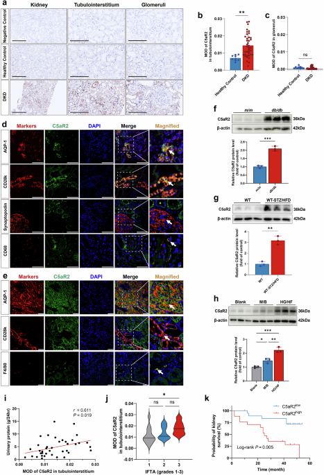 Complement 5a receptor 2 attenuates diabetic kidney disease by promoting mitochondria-associated endoplasmic reticulum membrane formation mediated by PSS-MFN2 interaction