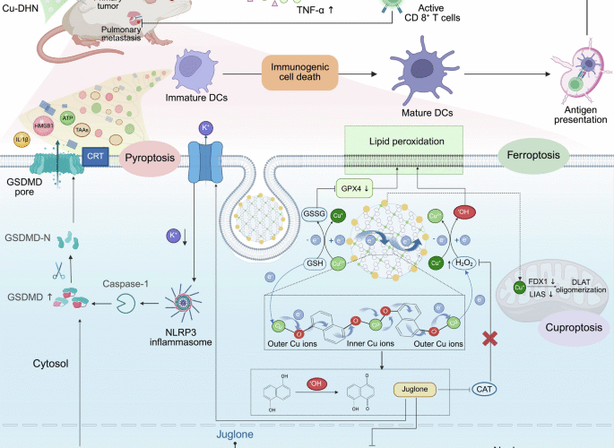 Conductive coordination nanozyme prodrugs precisely trigger pyroptosis, cuproptosis and ferroptosis for in situ cancer vaccination