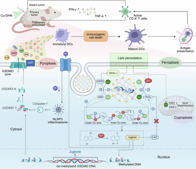 Conductive coordination nanozyme prodrugs precisely trigger pyroptosis, cuproptosis and ferroptosis for in situ cancer vaccination