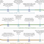 Cytotoxic CD4+ T cells: origin, biological functions, diseases and therapeutic targets