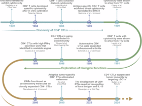 Cytotoxic CD4+ T cells: origin, biological functions, diseases and therapeutic targets