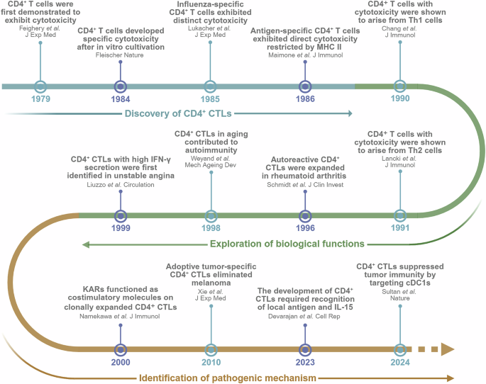 Cytotoxic CD4+ T cells: origin, biological functions, diseases and therapeutic targets