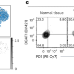 DGAT1 mediates sex-specific CD8+ T cell antitumour responses