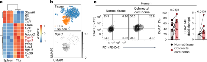 DGAT1 mediates sex-specific CD8+ T cell antitumour responses