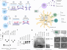 DNA origami vaccine nanoparticles improve humoral and cellular immune responses to infectious diseases