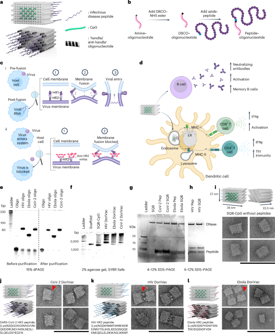 DNA origami vaccine nanoparticles improve humoral and cellular immune responses to infectious diseases