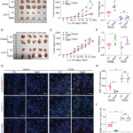 DPP9 inhibition boosts antitumor immunity by disrupting BRISC-mediated PD-L1 expression in clear cell renal cell carcinoma