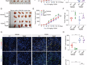 DPP9 inhibition boosts antitumor immunity by disrupting BRISC-mediated PD-L1 expression in clear cell renal cell carcinoma
