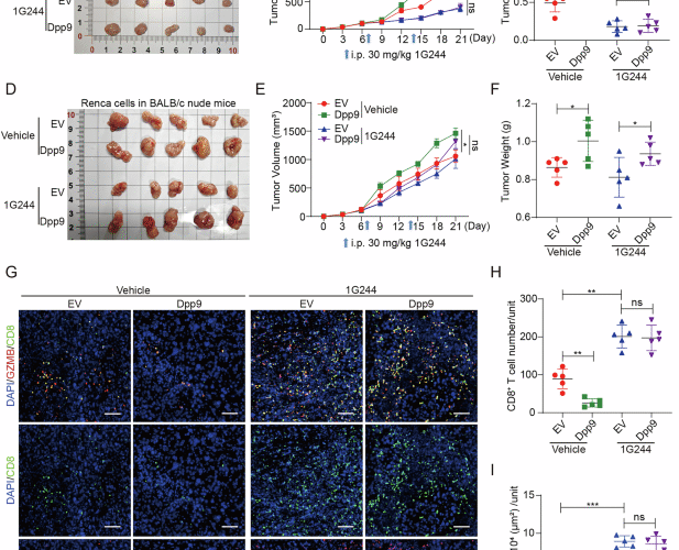 DPP9 inhibition boosts antitumor immunity by disrupting BRISC-mediated PD-L1 expression in clear cell renal cell carcinoma