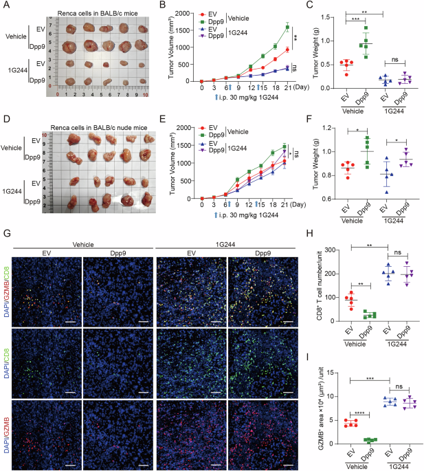 DPP9 inhibition boosts antitumor immunity by disrupting BRISC-mediated PD-L1 expression in clear cell renal cell carcinoma