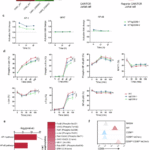 DUSP6 ablation restores CAR T-cell fitness impaired by tumor CD58 loss through invigoration of AP-1 signaling