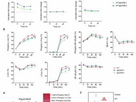 DUSP6 ablation restores CAR T-cell fitness impaired by tumor CD58 loss through invigoration of AP-1 signaling