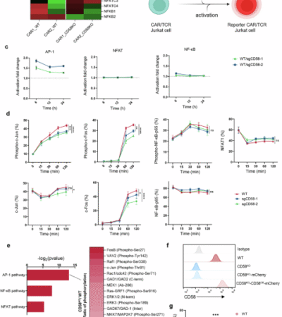 DUSP6 ablation restores CAR T-cell fitness impaired by tumor CD58 loss through invigoration of AP-1 signaling