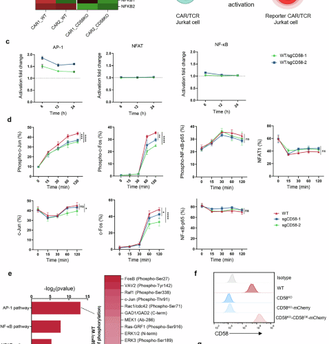 DUSP6 ablation restores CAR T-cell fitness impaired by tumor CD58 loss through invigoration of AP-1 signaling