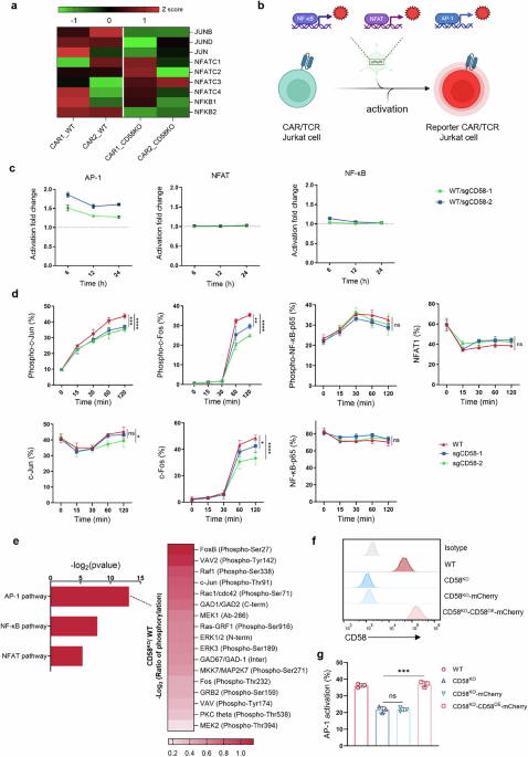 DUSP6 ablation restores CAR T-cell fitness impaired by tumor CD58 loss through invigoration of AP-1 signaling