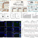 Distinct origins and niches determine the cellular responsiveness of CNS macrophages after repopulation